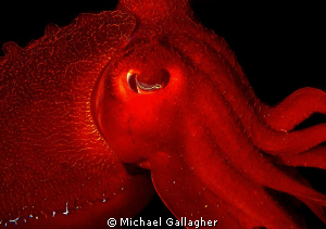 Giant Australian Cuttlefish - this guy was HUGE and compl... by Michael Gallagher 